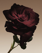 37.2 Paris - 5340-11F GA_PRIVE  CUIR NU INGR_ROSE_SRG_300.jpg