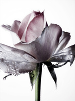 37.2 Paris - ROSE copie.jpg