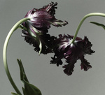 37.2 Paris - FLEURS 9_028 copie.jpg