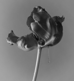 37.2 Paris - 2024_03_10 FLEURS IINES_028 copie.jpg