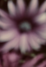 37.2 Paris - tulipe 
