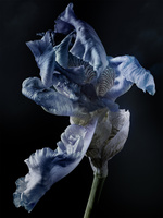 37.2 Paris - 2025_05_22 FLEURS INES_743_H32.jpg