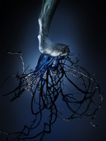 37.2 Paris - 2025_07_03 AMICA BEAUTY RACINE_0395_H24.jpg