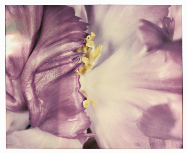 37.2 Paris - TULIPE_0019_028-R copie.jpg