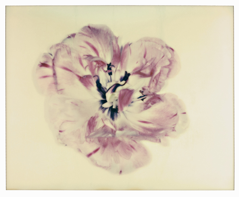 37.2 Paris - TULIPE_0011_017-R copie.jpg