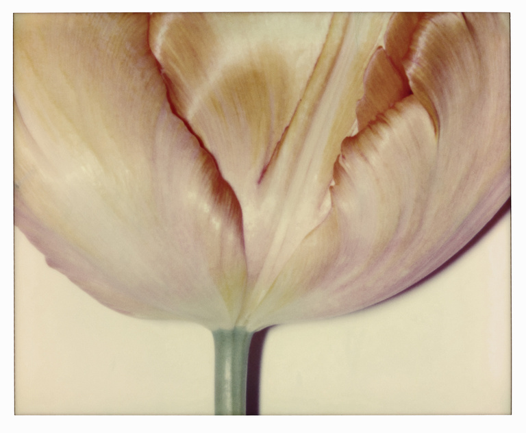 37.2 Paris - TULIPE_0007_013-R copie.jpg