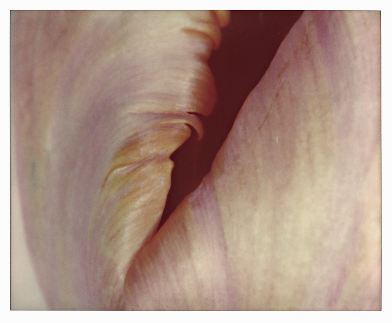 37.2 Paris - TULIPE_0006_012-R copie.jpg