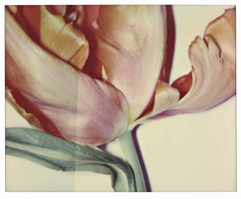 37.2 Paris - TULIPE_0005_035-R copie.jpg