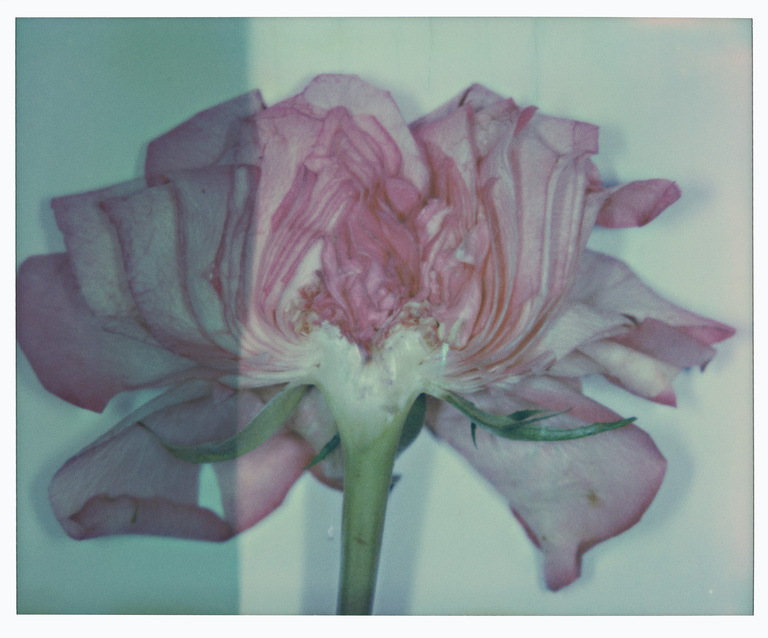 37.2 Paris - ROSES_0016_182_3-R copie.jpg