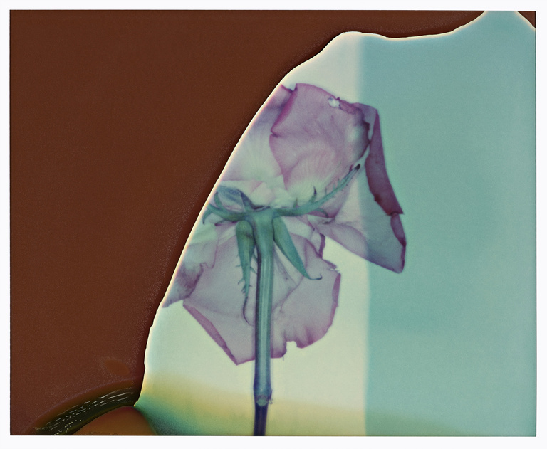 37.2 Paris - ROSES_0031_200_3-R copie.jpg