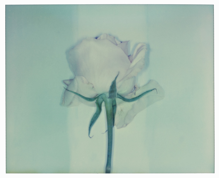 37.2 Paris - ROSES_0041_211_3-R copie.jpg