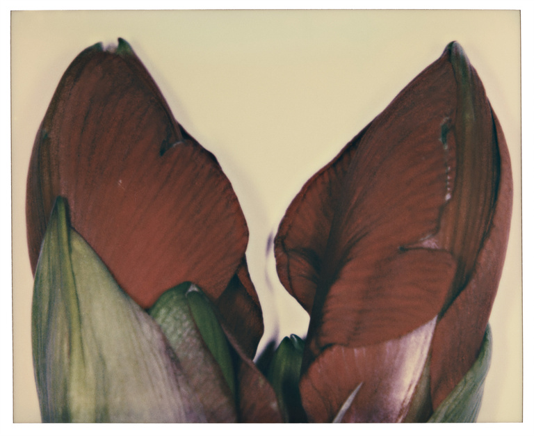 37.2 Paris - AMARILLIS_0003_003-R copie.jpg