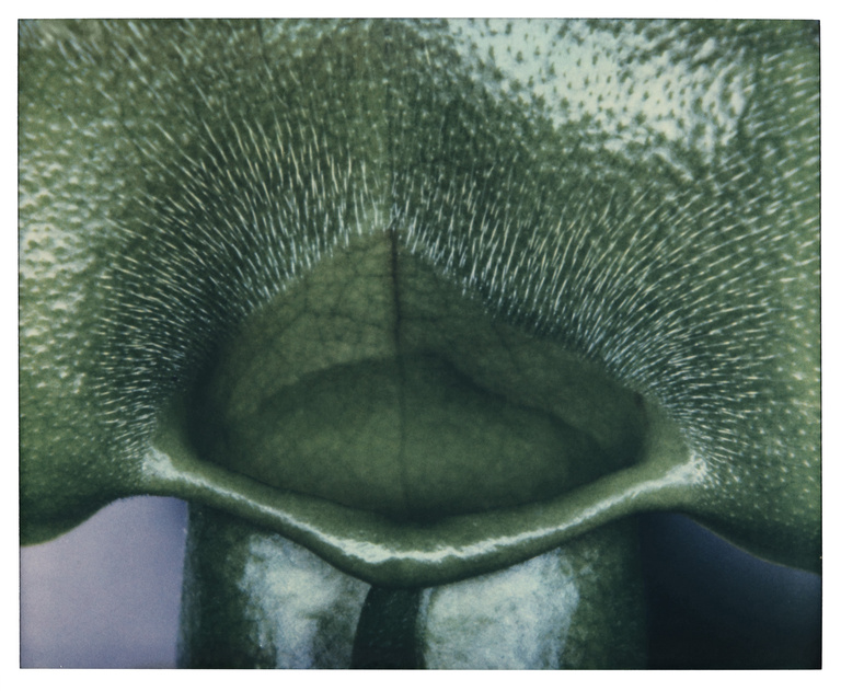 37.2 Paris - CARNIVORE_0001_015-R copie.jpg