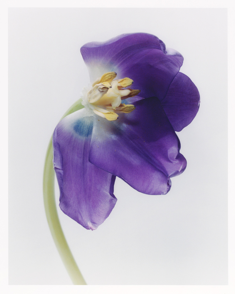 37.2 Paris - Dirty_Dancing_2_Purple.jpg