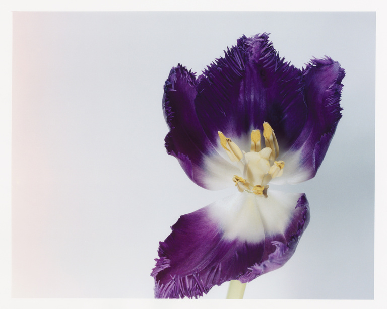 37.2 Paris - Dirty_Dancing_4_Purple.jpg