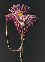 37.2 Paris - 251022_AMICA_120_BULGARI.jpg