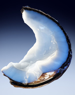 37.2 Paris - Mugler_2024_Angel Fantasm EDP_Coconut_4x5.jpg