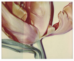 37.2 Paris - TULIPE_0005_035-R copie.jpg