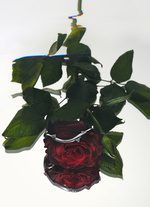 37.2 Paris - Wallpaper_03_RVB.jpg