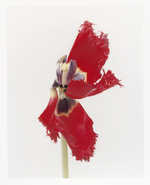 37.2 Paris - Dirty_Dancing_1_Red.jpg