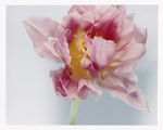 37.2 Paris - Dirty_Dancing_3_Pink.jpg