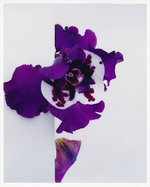 37.2 Paris - Flowers_AD (8) copy 2.jpg