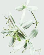 37.2 Paris - MUGLER_COLOGNE_FLEUR_RGB_SIMP.jpg