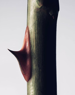 37.2 Paris - 5182B371-B38C-4D15-A5E9-D3A9F7245509.JPG