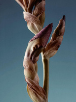 37.2 Paris - ACE08185-0AA4-4E9A-9FF7-9D1B2DDB8F2C.JPG