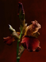 37.2 Paris - 0F46A6A1-3161-439E-B65F-37732F997AE5.JPG