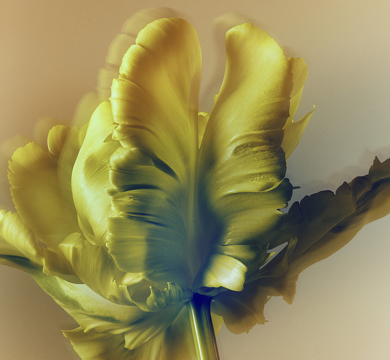 37.2 Paris - 2026_04_02 FLEURS INES_633_H18.jpg