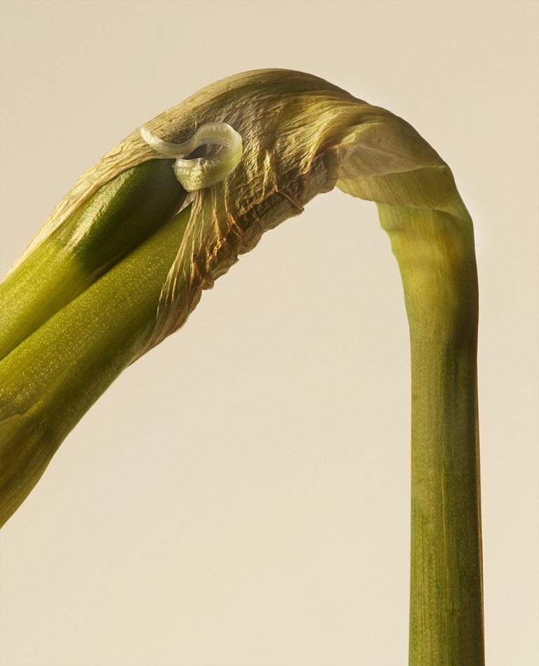 37.2 Paris - 2026_04_02 FLEURS INES_073_H31 copie.jpg