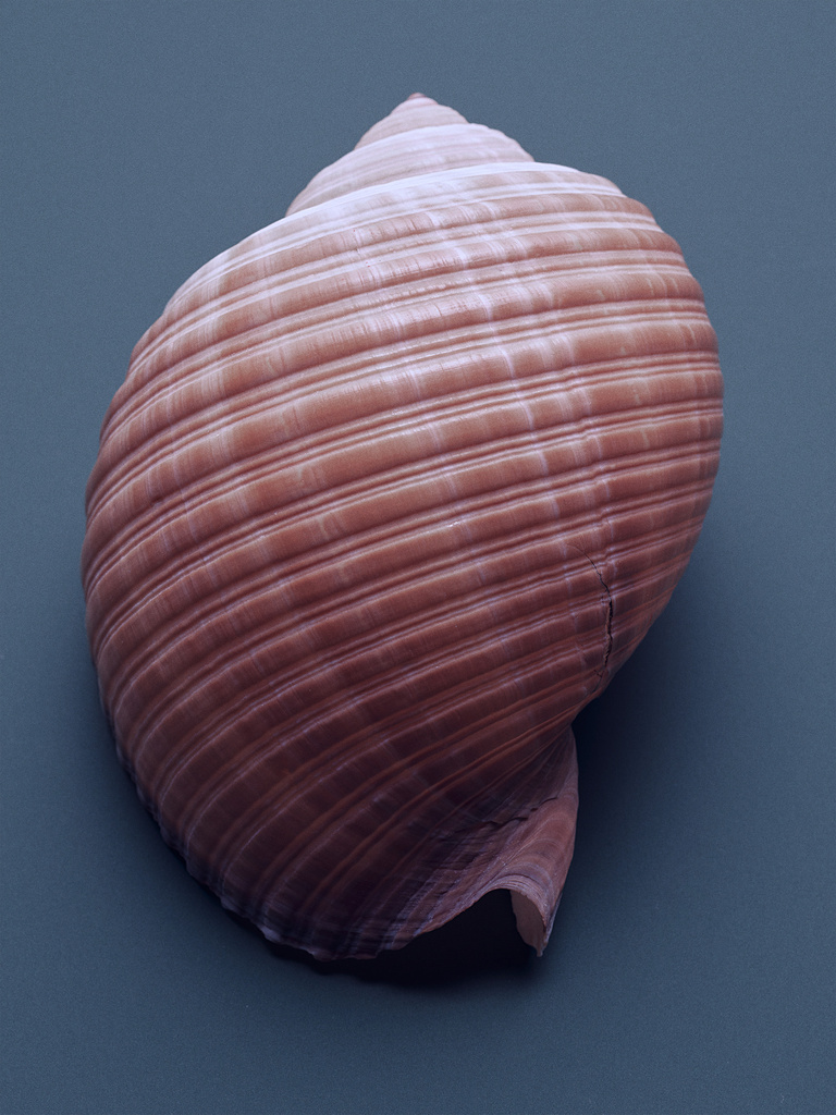 37.2 Paris - COQUILLAGES_065.jpg