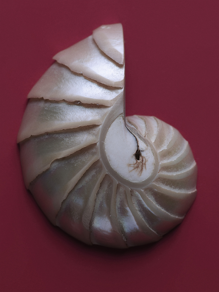 37.2 Paris - COQUILLAGES_108.jpg