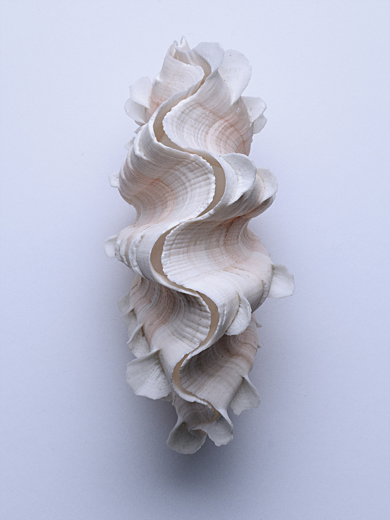 37.2 Paris - COQUILLAGES_026.jpg