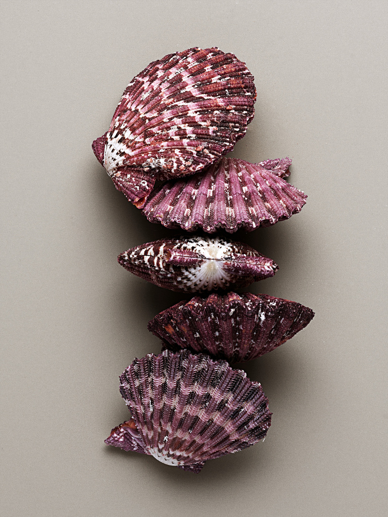 37.2 Paris - COQUILLAGES_042.jpg