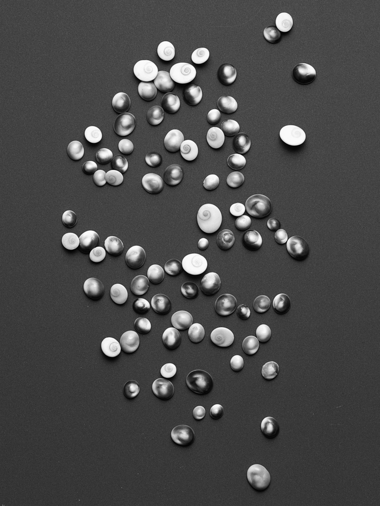 37.2 Paris - COQUILLAGES_048.jpg