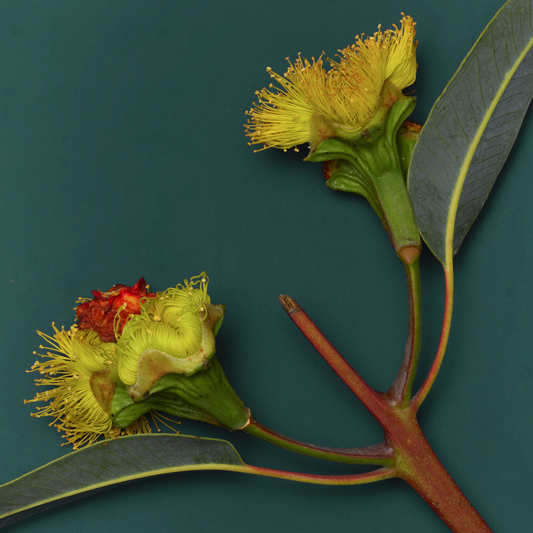 37.2 Paris - 260918_EDITO-FLEURS_070_EUCALYPTUS_0741_v1 base f12_H12.jpg