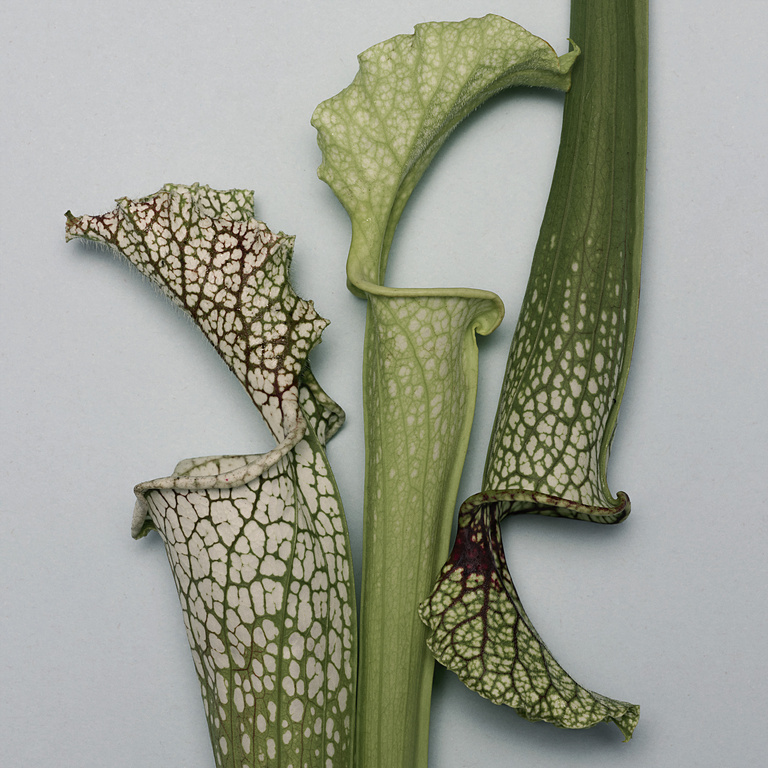37.2 Paris - 260918_EDITO-FLEURS_090_SARRACENIA_1213_v1 base.jpg
