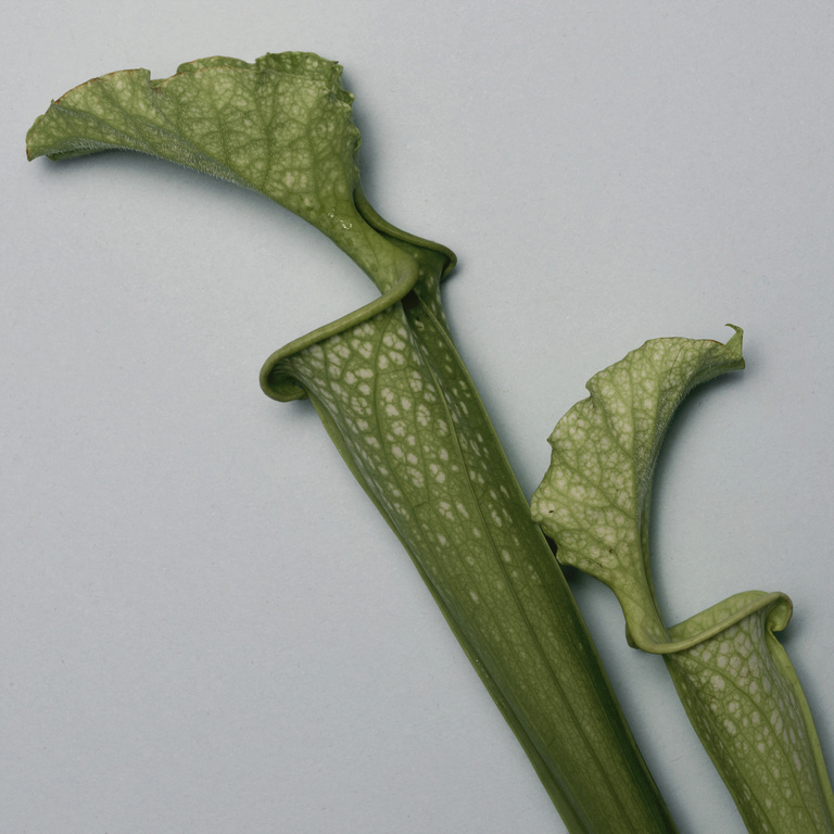 37.2 Paris - 260918_EDITO-FLEURS_090_SARRACENIA_1220_v2 base.jpg