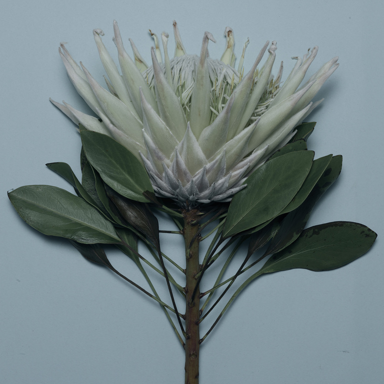 37.2 Paris - 260918_EDITO-FLEURS_110_PROTEA-KING_1323_v1 base f23_H23.jpg