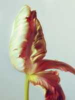 37.2 Paris - 2026_04_02 FLEURS INES_787_H31.jpg