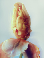 37.2 Paris - 2026_04_02 FLEURS INES_754_H23.jpg