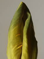 37.2 Paris - 2026_04_02 FLEURS INES_814_H13.jpg