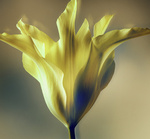 37.2 Paris - 2026_04_02 FLEURS INES_544_H25.jpg