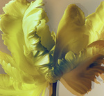 37.2 Paris - 2026_04_02 FLEURS INES_598_H30.jpg