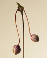 37.2 Paris - 2026_04_02 FLEURS INES_108_H26 copie 2.jpg