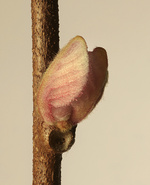 37.2 Paris - 2026_04_02 FLEURS INES_294_H37 copie.jpg