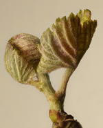 37.2 Paris - 2026_04_02 FLEURS INES_394_H45 copie.jpg