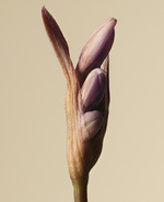 37.2 Paris - 2026_04_02 FLEURS INES_402 1_H10 copie.jpg